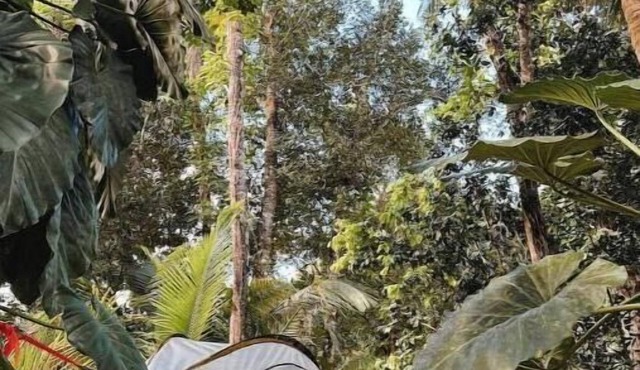 Tree Camping Tent: Hacienda Monte Rey