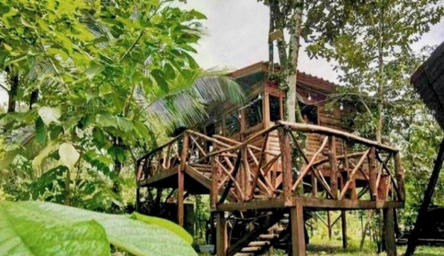 Tree House River