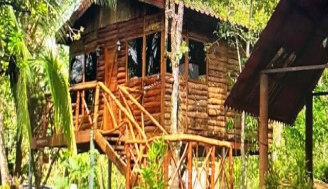 Tree House River