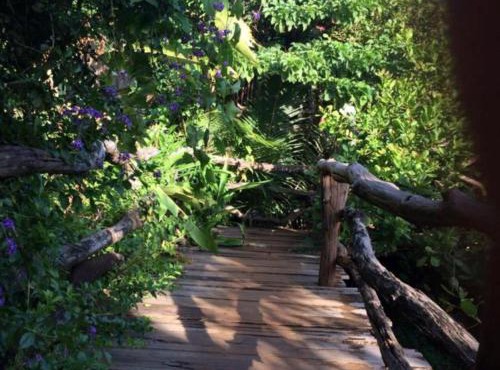 Tree Top Eco-Lodge