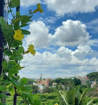 Tree Top
