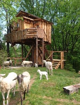 Treehouse Toplak