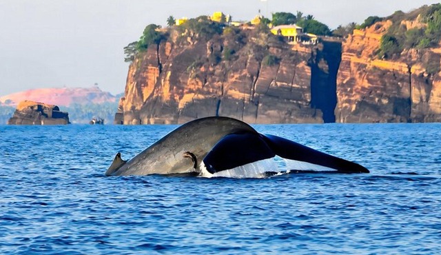 Trincomalee Whale and Dolphin Watching Tour