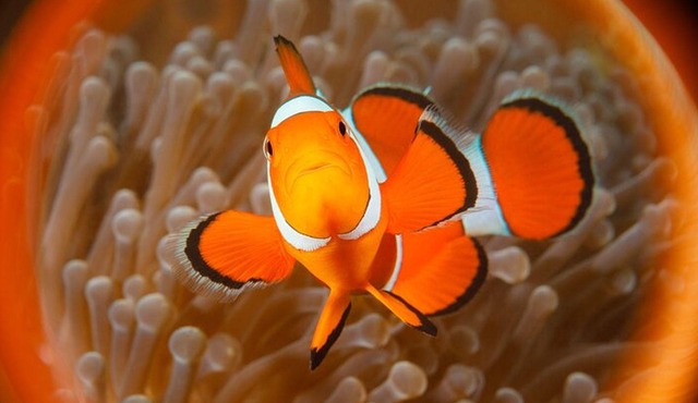Try Dive Program in the Biorock Pemuteran