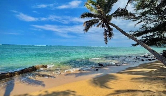 Turtle Beachfront, snorkeling, free parking, wash-dryer in unit, New bigger AC.