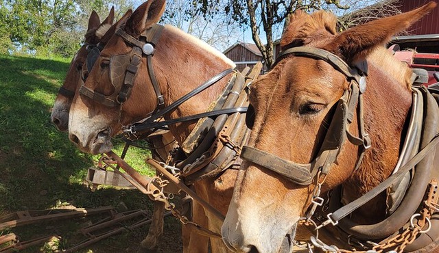 Unique Amish Immersion in Lancaster