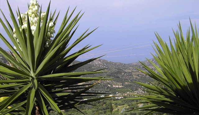 Vacation home olive garden in Greece