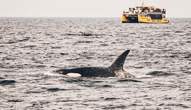 Vancouver: Half-Day Whale-Watching Catamaran Boat Tour