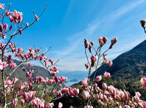 Villa Oleandra with Garden&Swimming pool