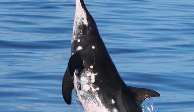 Waianae Coast Cruise with Dolphin and Whale Watching from Oahu