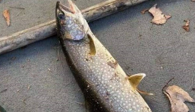 Waterfront Cottage - Clear Lake STARLINK internet Crown Land Great Hike Fishing