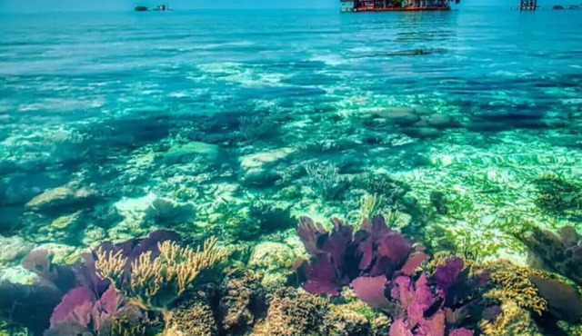 Welcome to Bird Island!