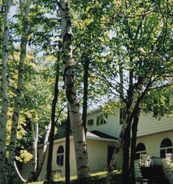 White Birch Inn