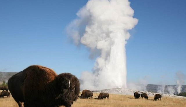 Yellowstone Lower Loop VIP Full-Day Private Tour with Lunch
