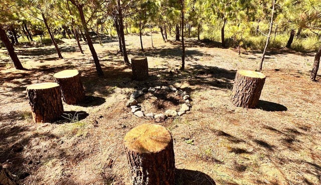 Your perfect shelter among the trees