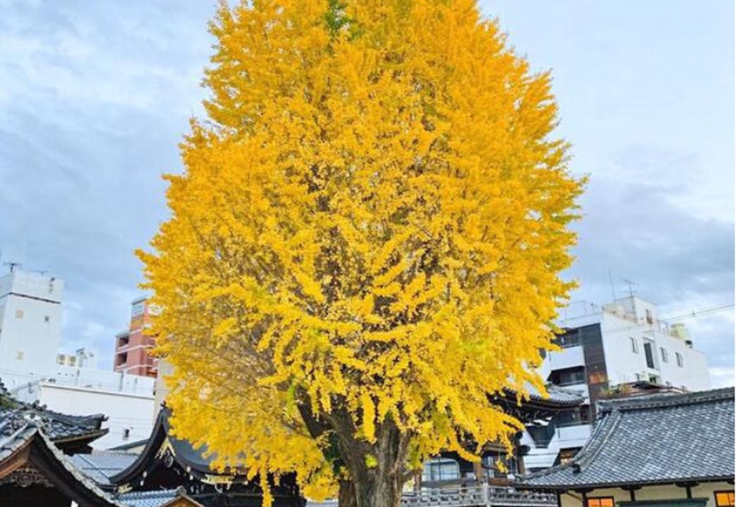 Photo of Others in Karasuma