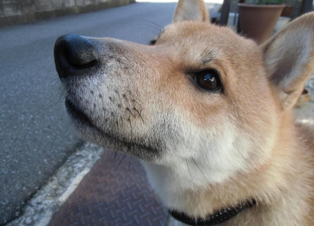 Photo of Others in Higashiyama