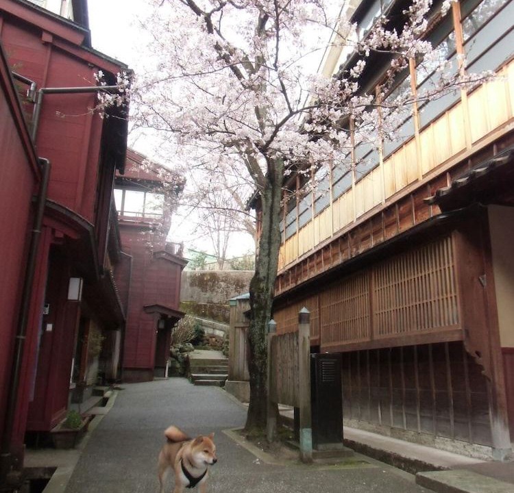 Photo of Buildings in Higashiyama