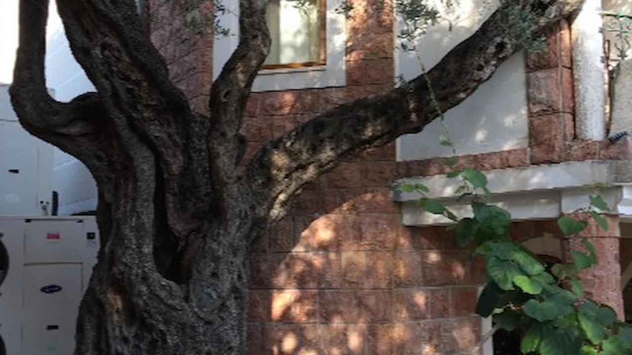 Photo of Others in Sveti Stefan
