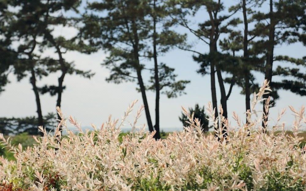 Photo of Outdoor in Sanha-ri
