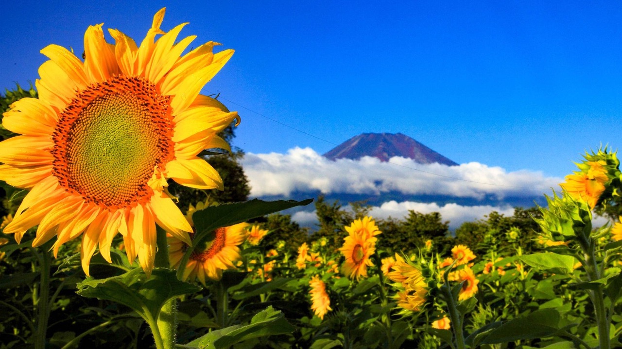 Photo of Outdoor in Yamanakako