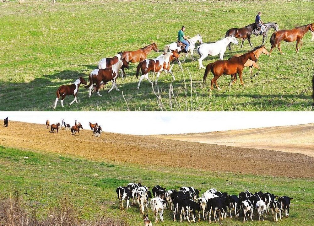 Photo of Others in San Chirico Nuovo
