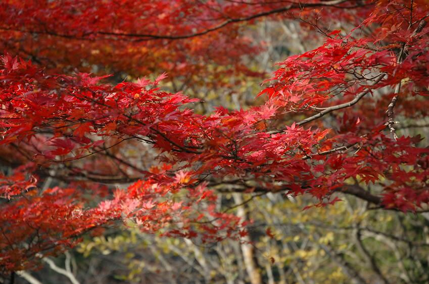 Photo of Others in Miyanoshita