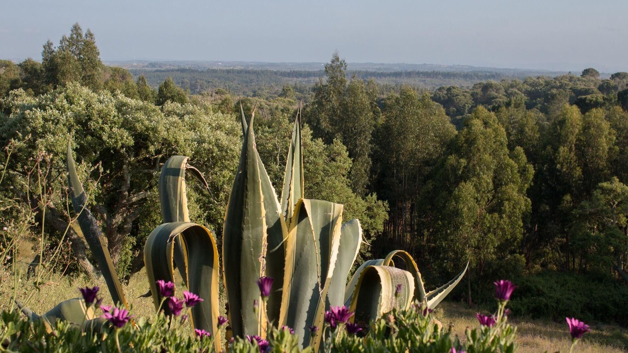 Photo of Others in Santiago do Cacem