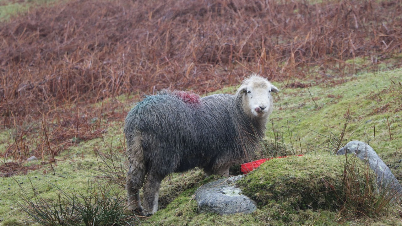 Photo of Others in St Bees
