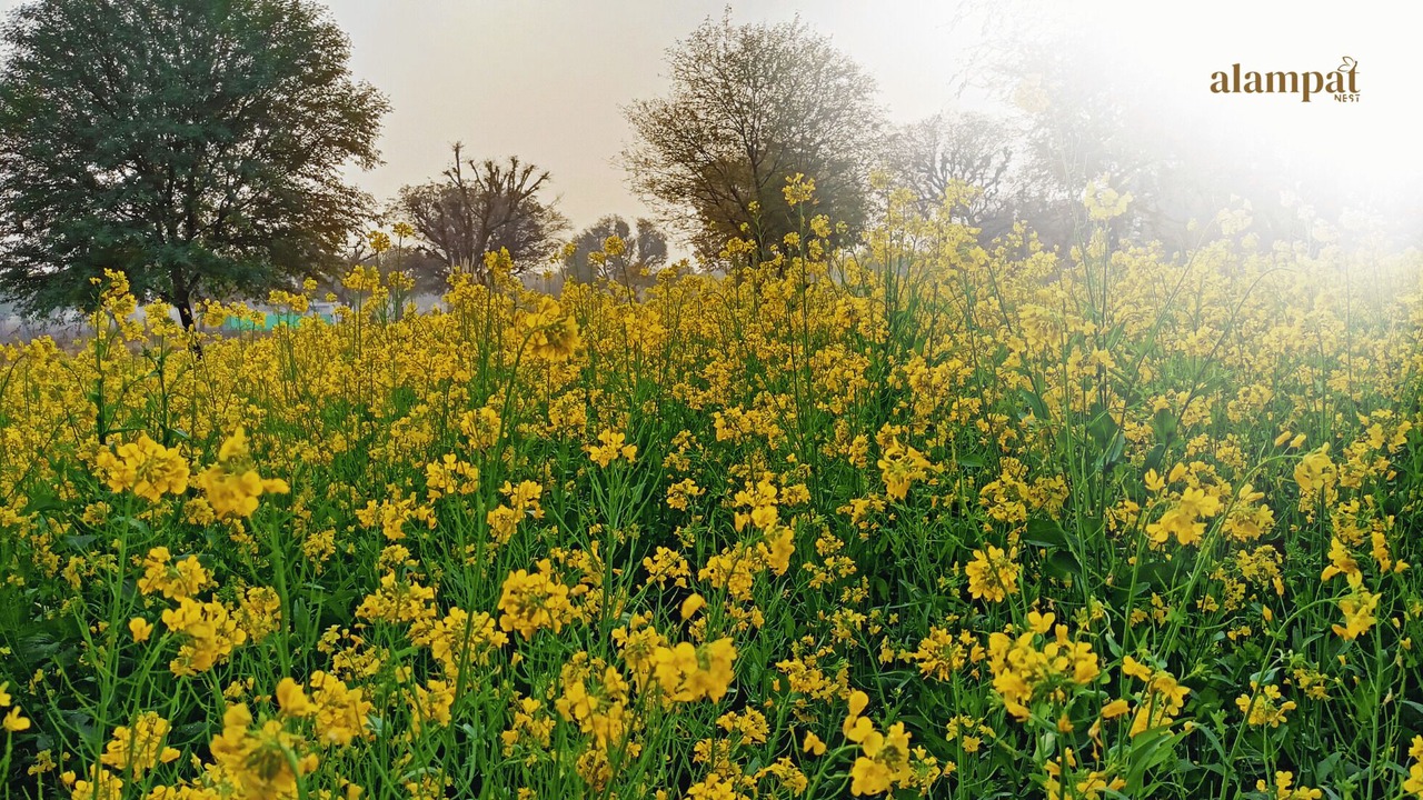 Photo of Outdoor in Sariska