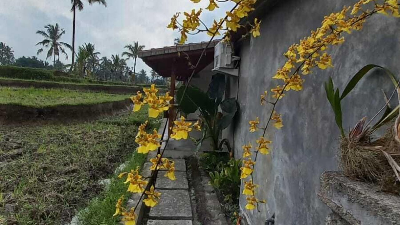Photo of Outdoor in Tegallalang