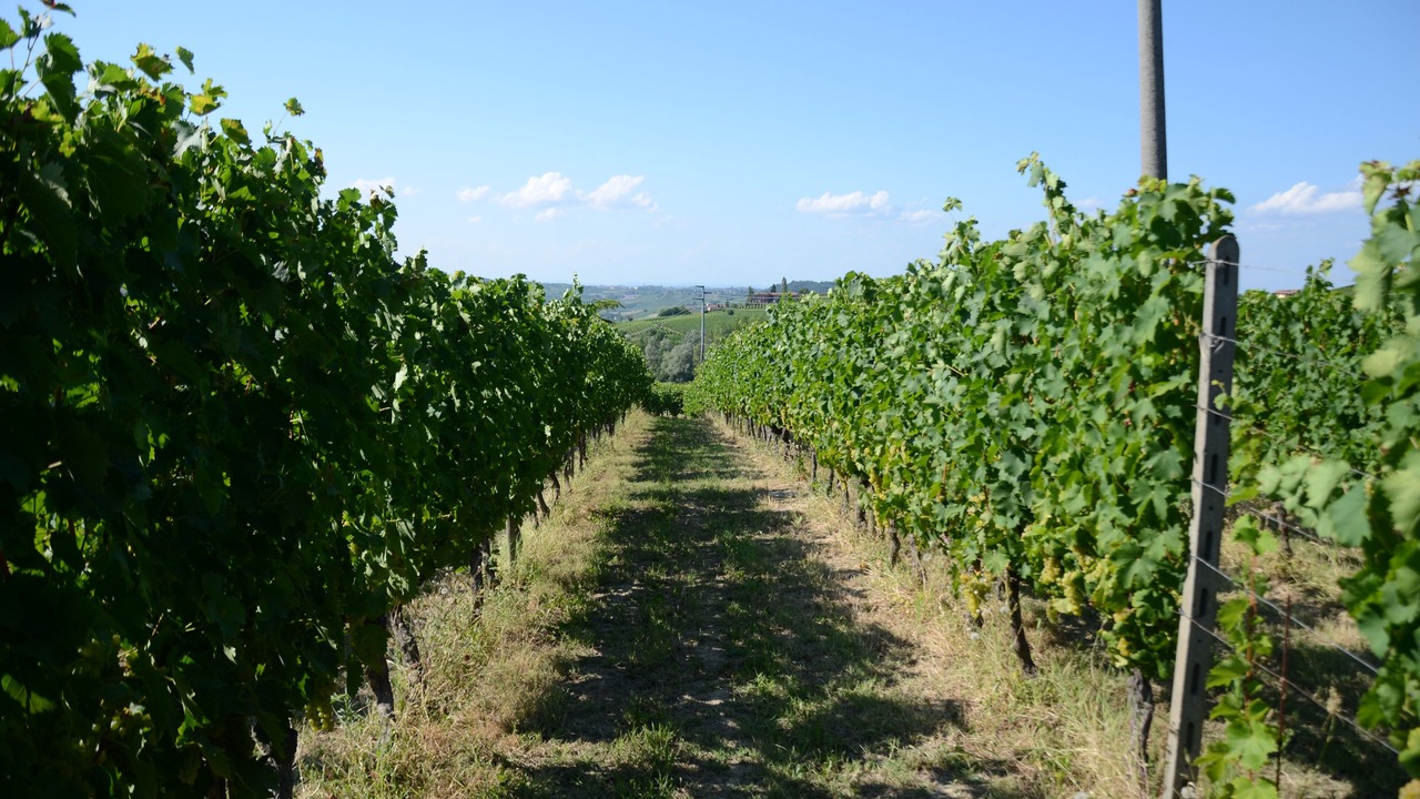Photo of Outdoor in Canelli