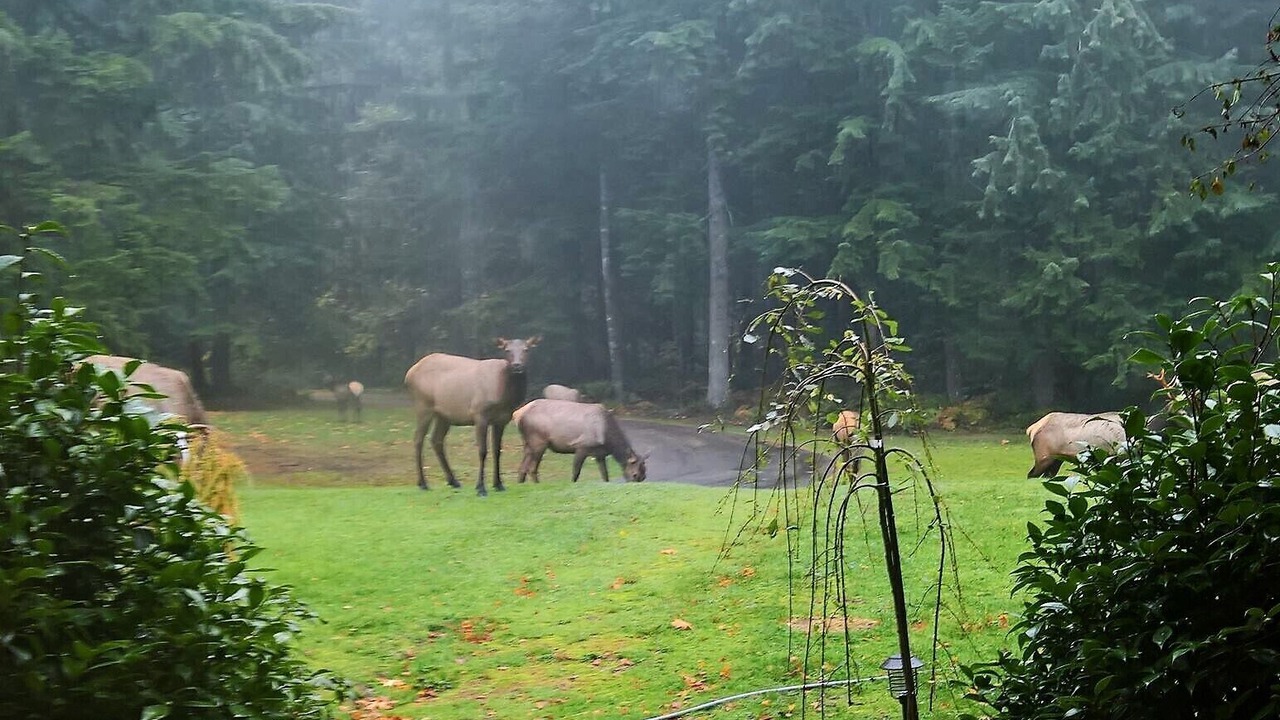 Photo of Outdoor in North Bend