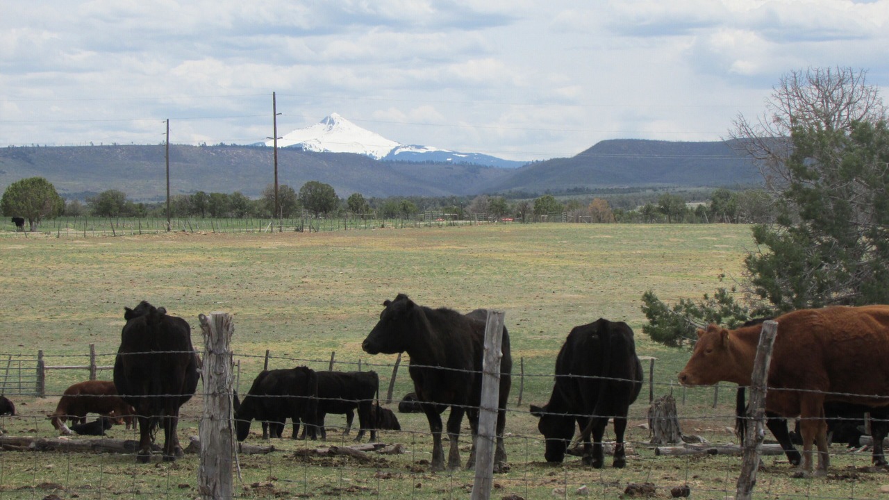 Photo of Others in Redvale