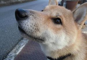 Kanazawa Share House Gaooo