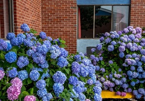Hyannis Plaza Hotel