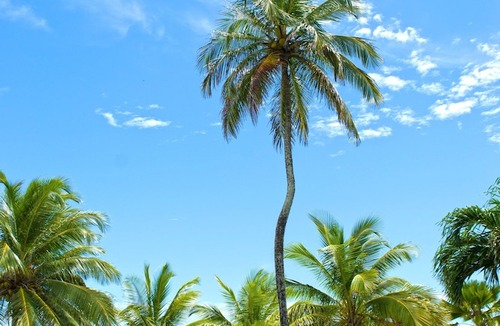 Maxwell Hotel | Barbados Beach Club Resort - All Inclusive